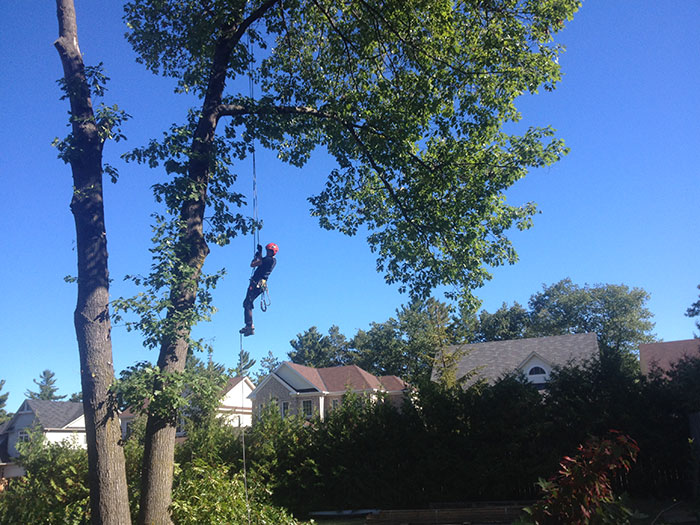 Arbtech-Tree-Care-Ryan-Jennett