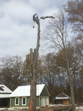 Arbtech-treecare-trimming