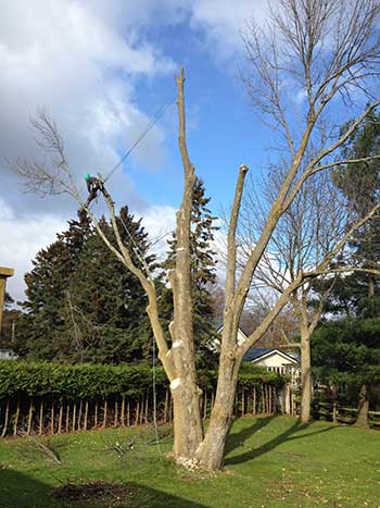 Tree pruning