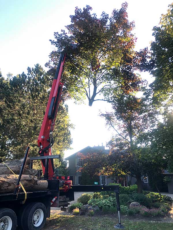 Tree removal with crane