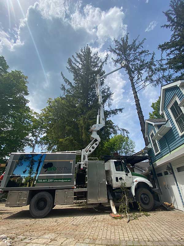 Tree trimming & removal
